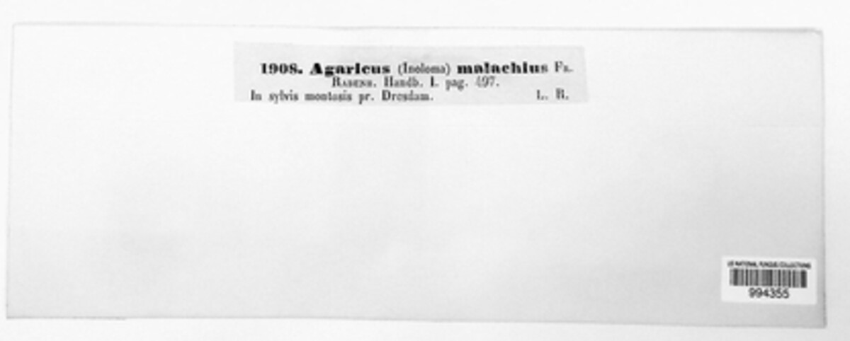 Crepidotus malachius image